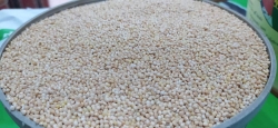Ak darı ( akdarı ) 1kg 