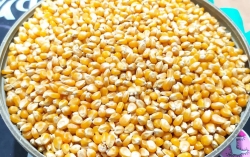 Popcorn Mısır kg 