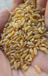 Sert Buğday Kırmızı elenmiş 25kg
