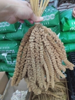 Dal Darı Beyaz ( küçük boy )  500gr
